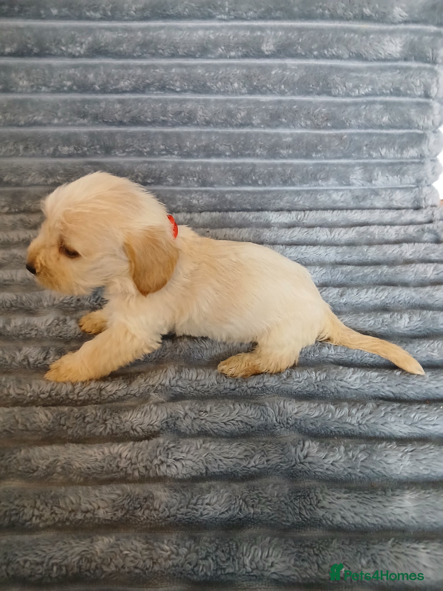 Mixed Breed dogs for sale: 8 dachshund x jack Russel puppies  in Henfield - Advert 28