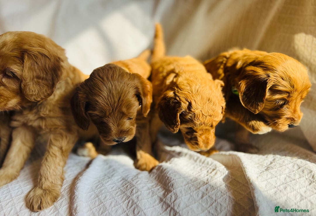 Mixed Breed dogs for sale: Australian Labradoodle Double Doodle puppies in Glastonbury - Image 4