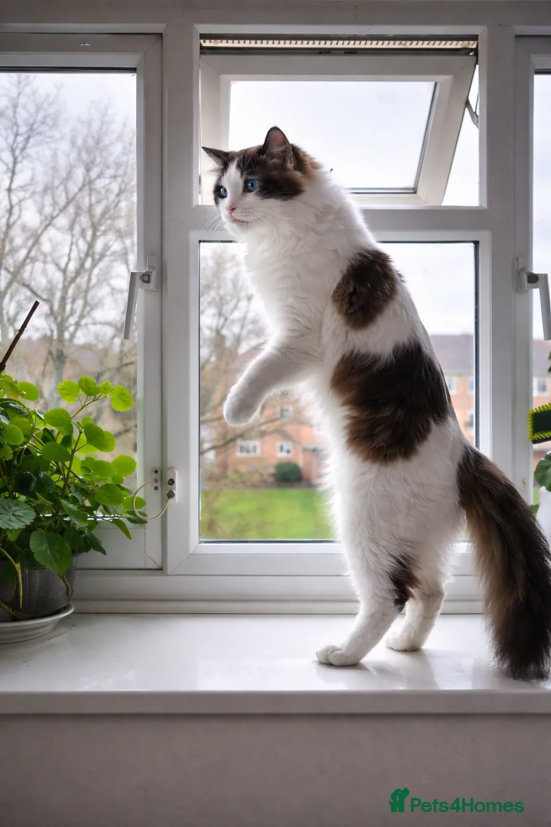 Ragdoll cats for stud: Ragdoll Bicolour male  - Advert 2