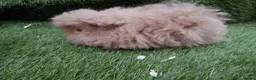 Guinea Pig rodents for sale: Alpaca Guinea Pigs - Advert 7