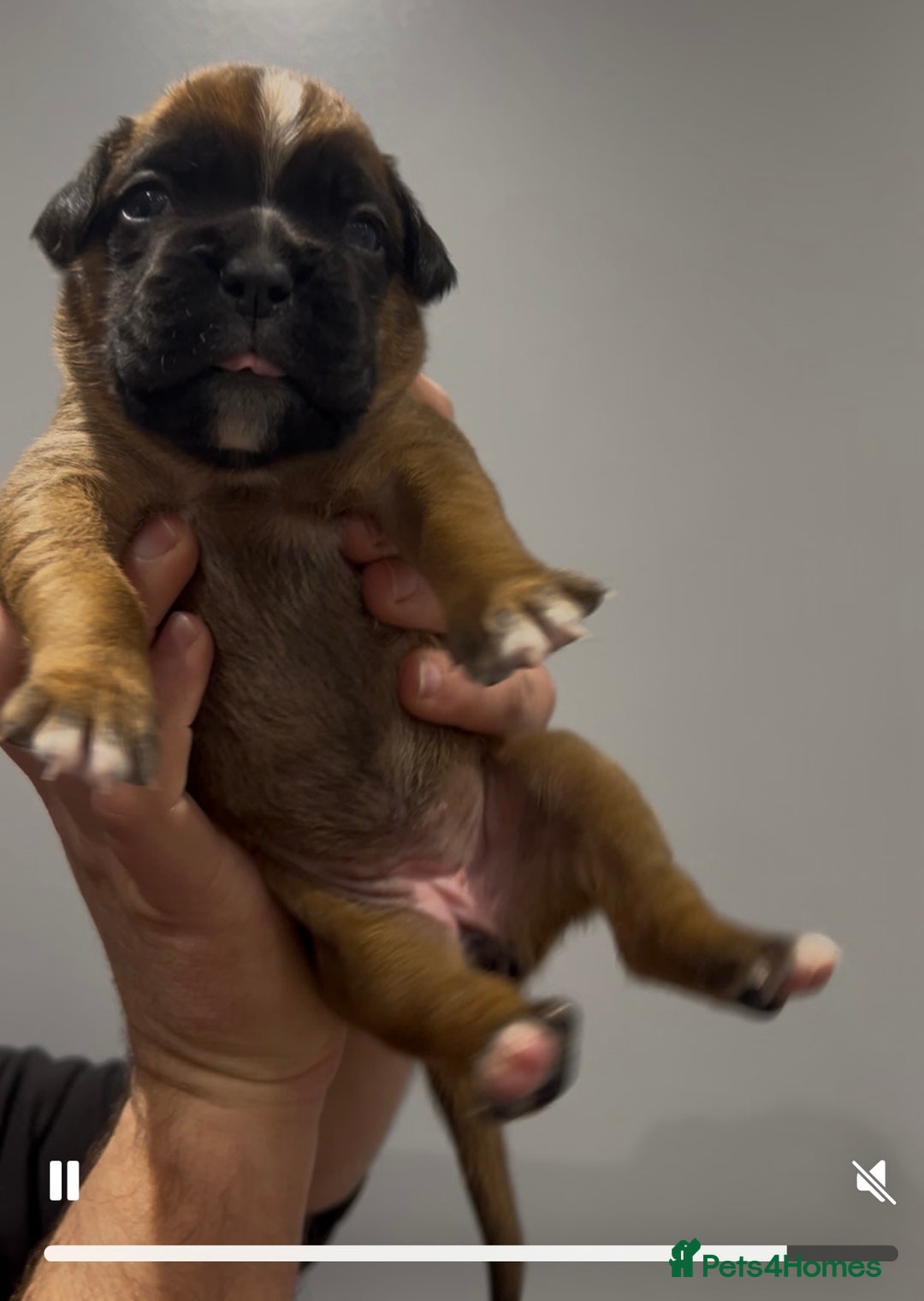 Boxer dogs for sale: 9 Beautiful Boxer Puppies - Pet Only  - Advert 35