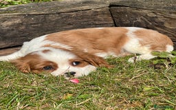 Cavalier King Charles Spaniel dogs for sale: 4 beautiful King Charles cavaliers 🩷 - Image 4