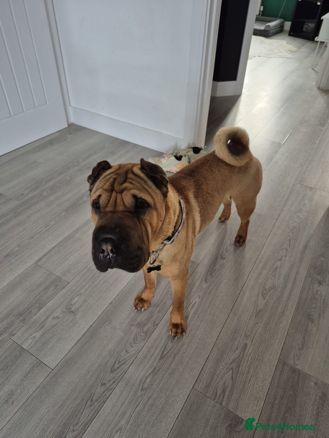 Shar Pei dogs for sale: Shar pei looking for there forever home - Image 2