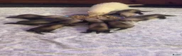 Ferret rodents for sale: Ferrets - Advert 1
