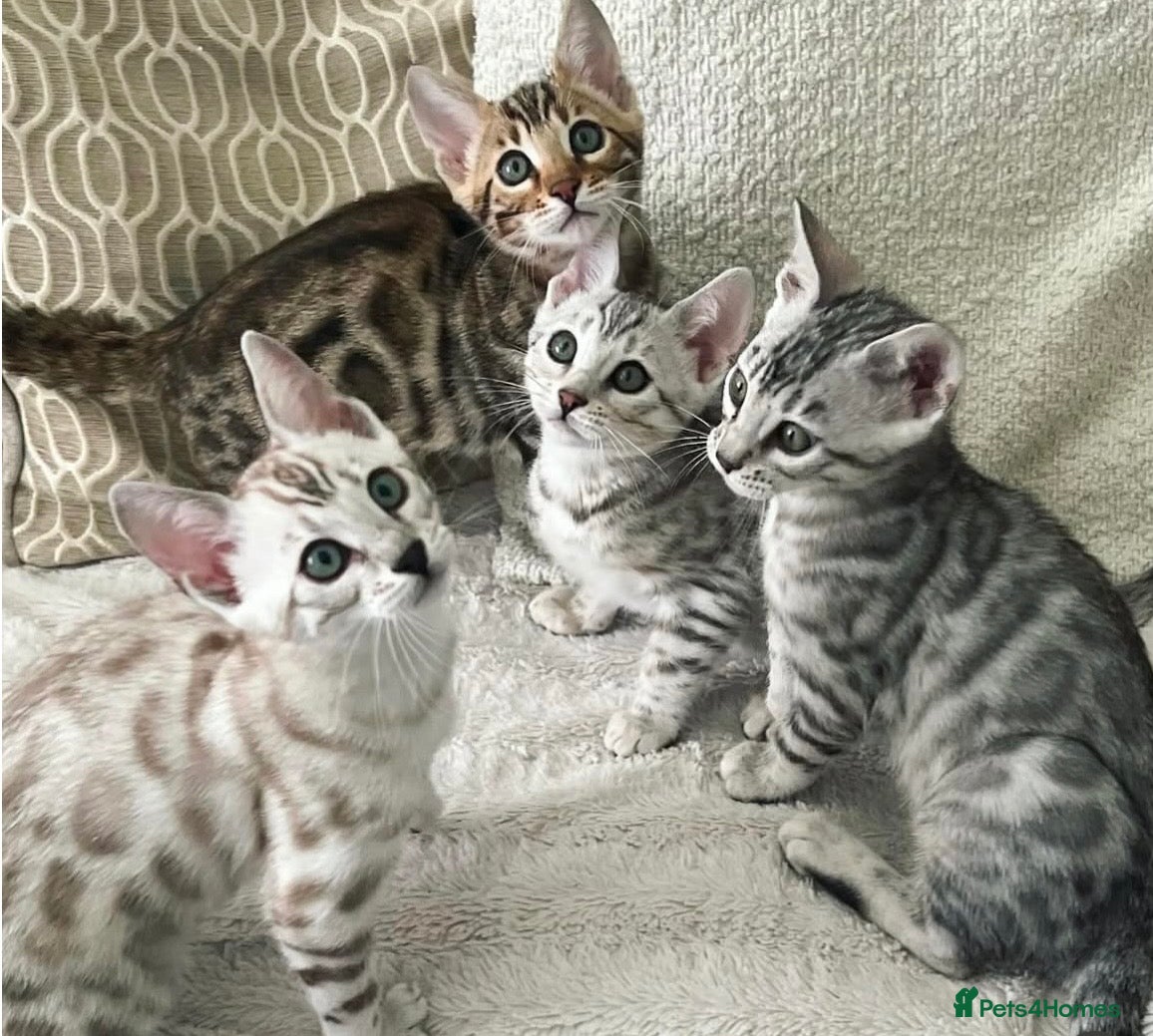 Bengal cats for sale: 🌟pedigree bengal kittens🌟 - Advert 2