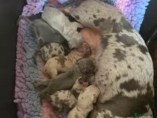 Miniature Dachshund dogs Adorable miniature Dachshund puppies - Advert 1