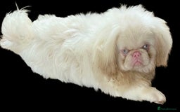 Pekingese dogs for sale: Pink Pekingese puppies  - Advert 19