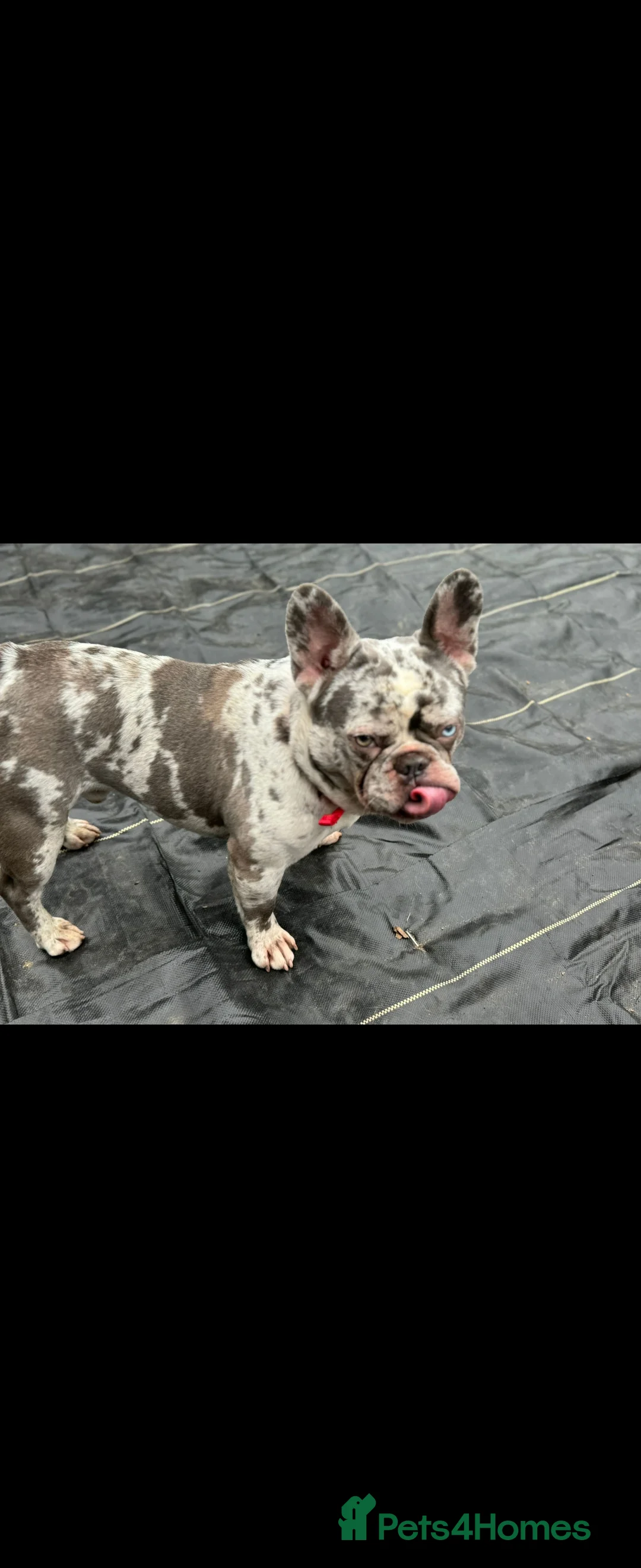 French Bulldog dogs for sale: French Bulldog for sale - Advert 8