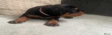Dobermann 5