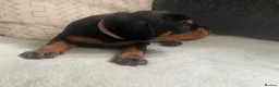 Dobermann dogs for sale: Doberman puppies - Advert 12