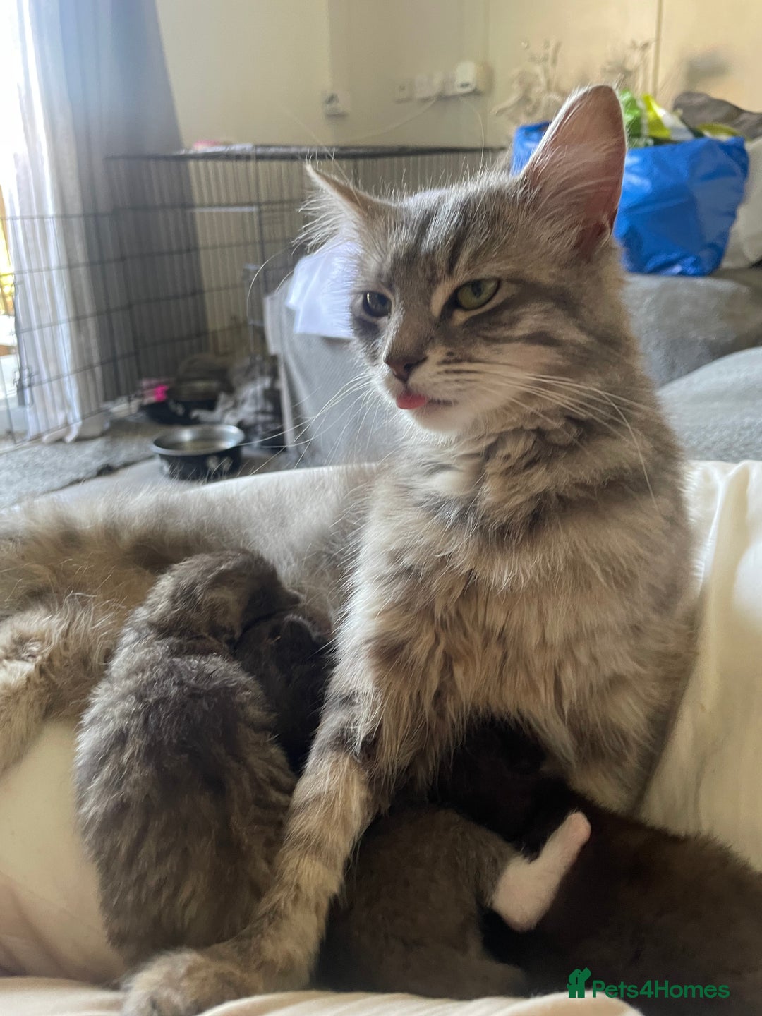 Mixed Breed cats for sale: Bengal cross - Image 9