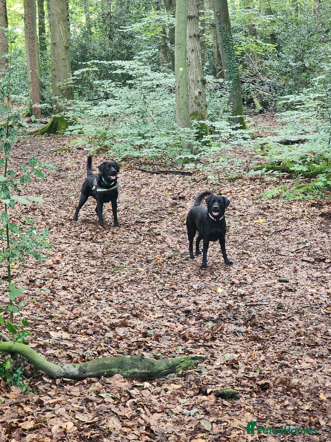 Labrador Retriever dogs for sale: 2 beautiful male black labradors for sale.  - Advert 3