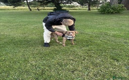 Mixed Breed dogs for sale: For sale  - Image 4