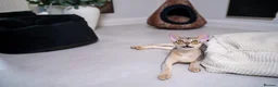 Abyssinian cats for sale: Super Cuddling Boy Champion Line 🏆 Silver Black - Advert 34