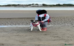 Mixed Breed dogs for sale: Female dog  - Image 11