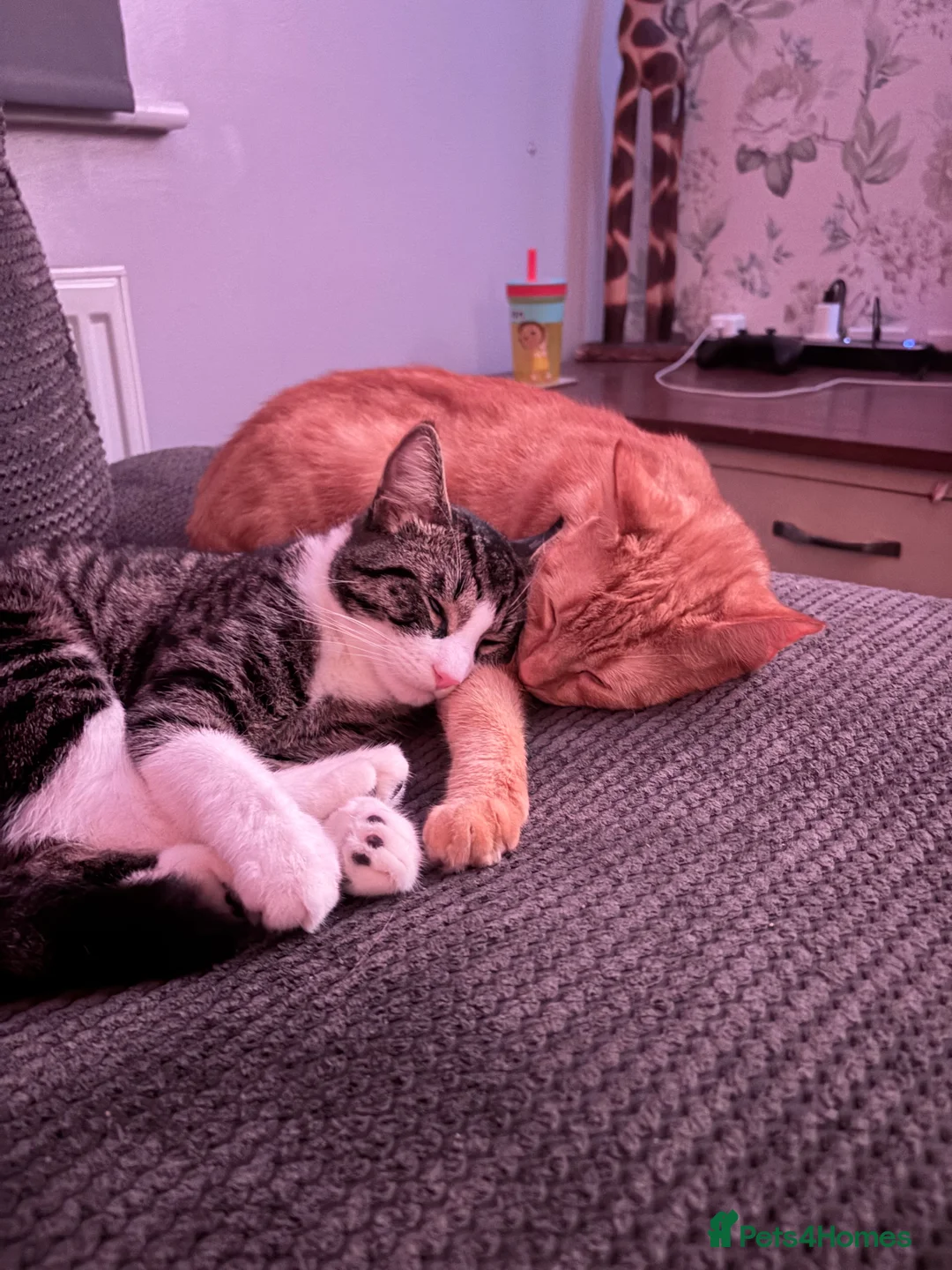 Mixed Breed cats for sale: Rehome 3 cats  - Advert 2