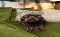 Mixed Breed dogs for sale: Adorable Schnoodle puppies  - Image 15