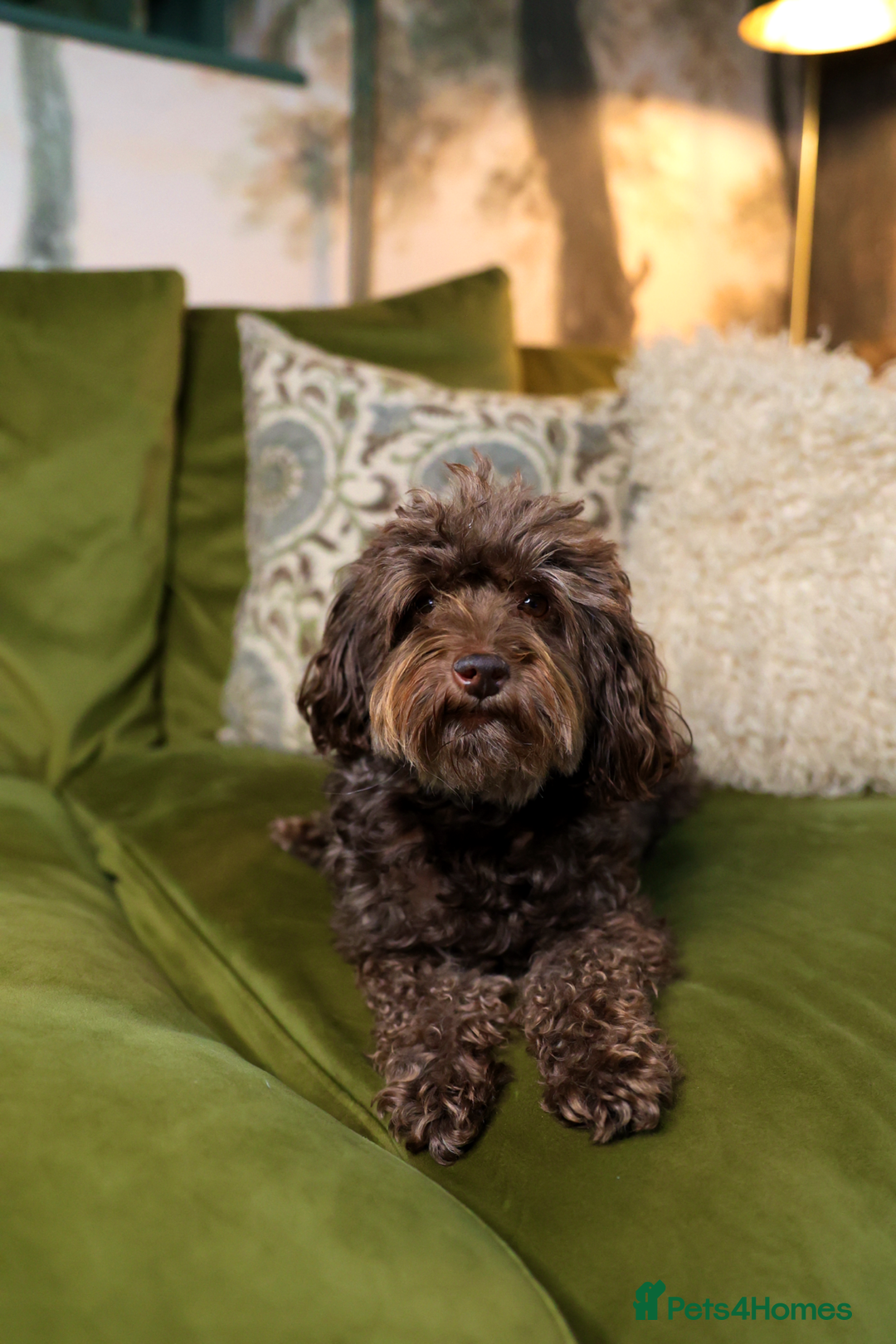 Mixed Breed dogs for sale: Adorable Schnoodle puppies  - Image 15