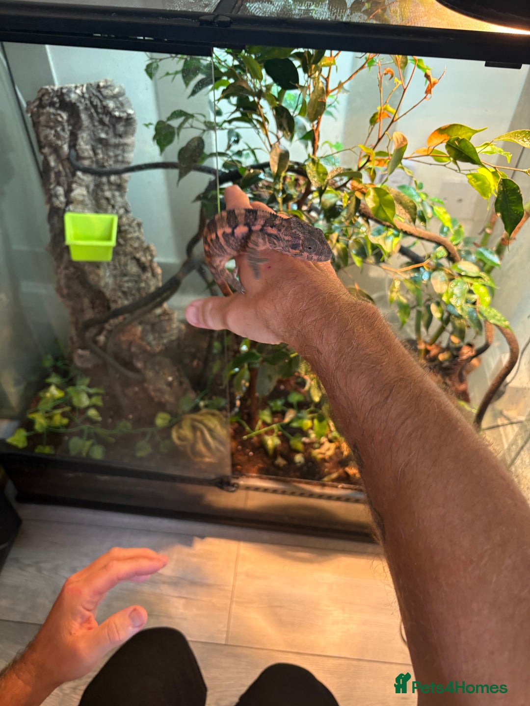 Chameleon reptiles for sale: Female Panther chameleon - Image 6