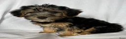 Mixed Breed dogs for sale: Sealyham X Poodle Puppies  - Advert 22