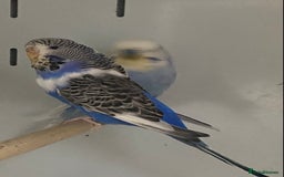 Mixed Breed birds for sale: Hand reared conures and avairy budgies  - Image 16