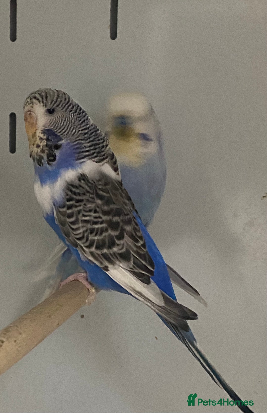 Mixed Breed birds for sale: Hand reared conures and avairy budgies  - Image 16