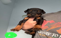 Dobermann dogs for sale:  European Doberman puppies. in Torquay - Image 18