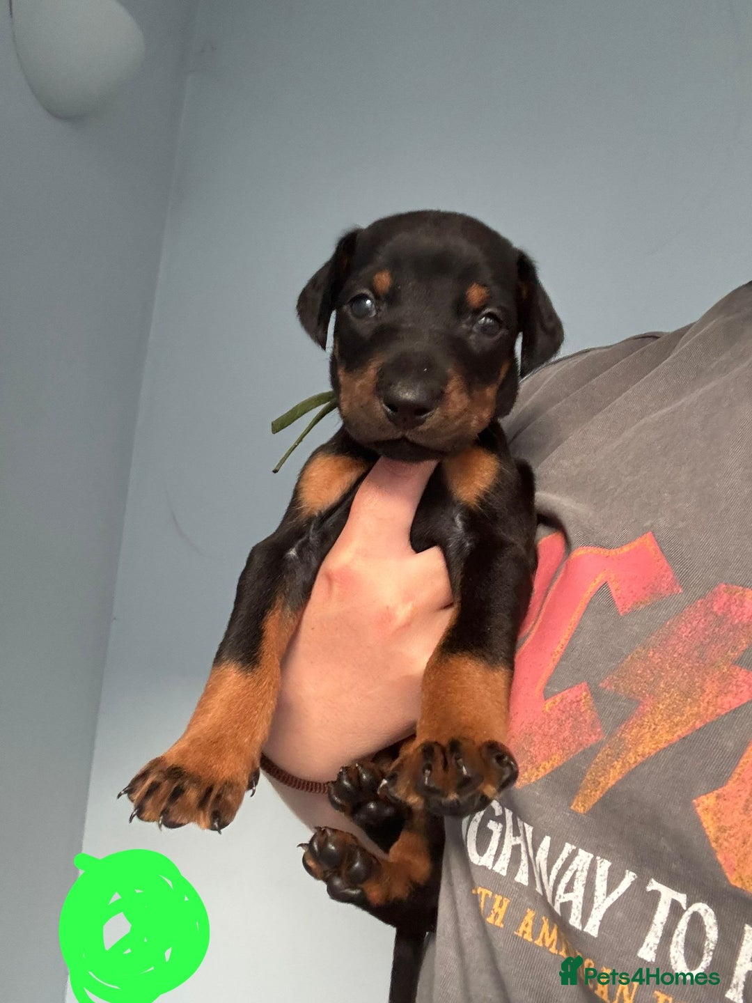 Dobermann dogs for sale:  European Doberman puppies. in Torquay - Image 18