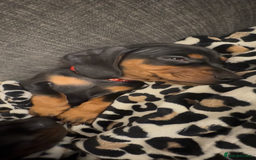 Miniature Dachshund dogs for sale: Miniature daschund Ready now - Image 11