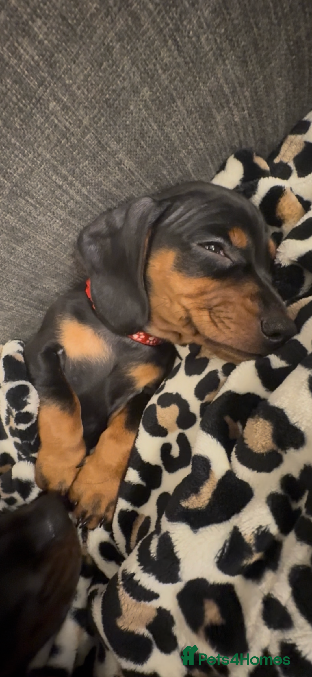 Miniature Dachshund dogs for sale: Miniature daschund Ready now - Image 11
