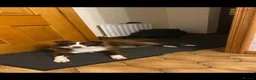 Border Collie dogs for sale: Border collie pups - Advert 7