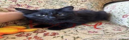 European cats for sale: Kittens for sale  in Coventry - Advert 2