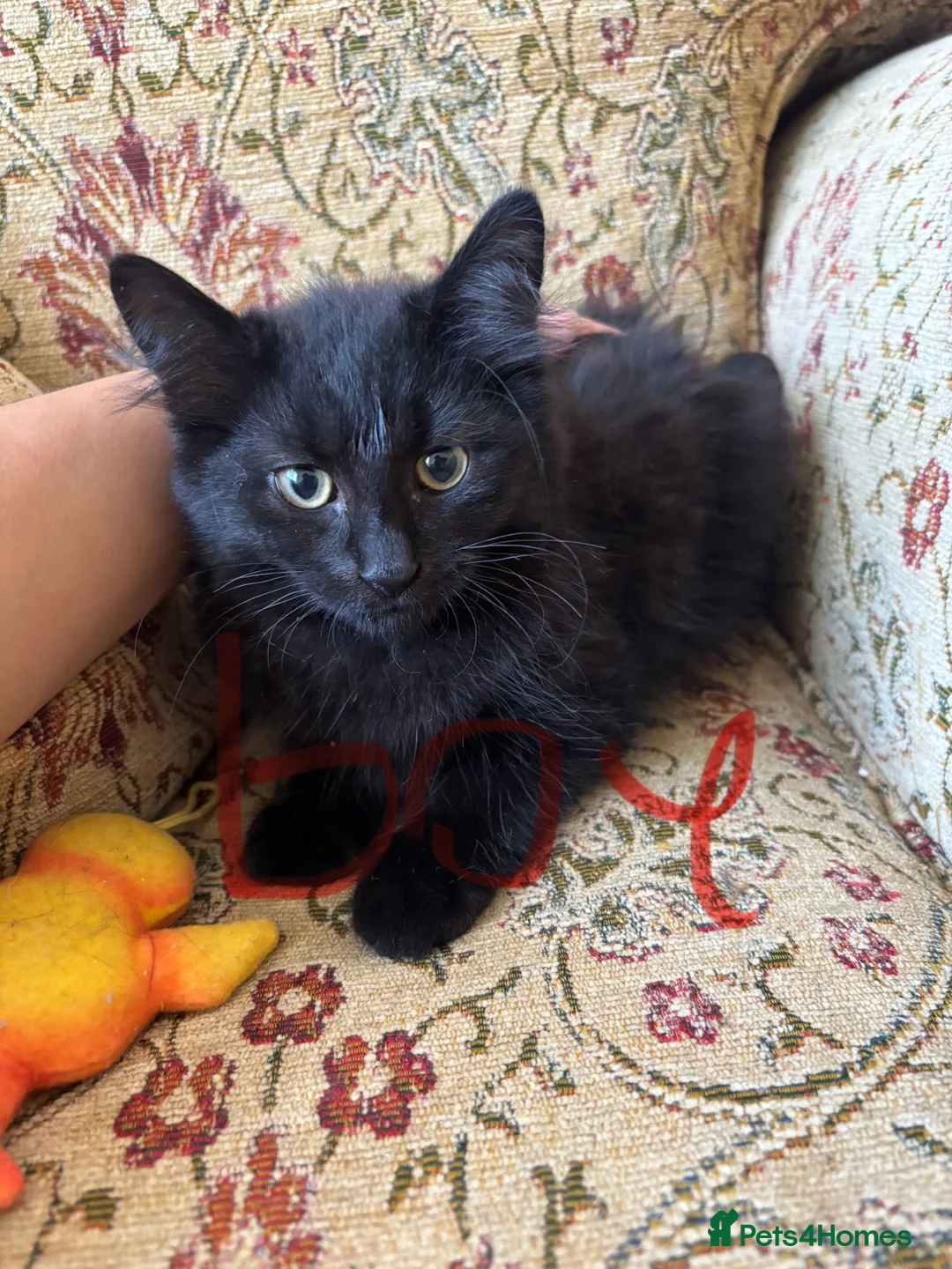 European cats for sale: Kittens for sale  in Coventry - Advert 2