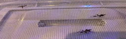 Stick Insects invertebrates for sale: Leaf insects, Nymphs in Preston - Advert 6