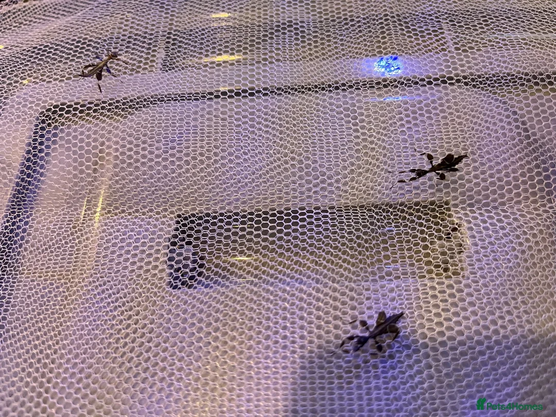 Stick Insects invertebrates for sale: Leaf insects, Nymphs in Preston - Advert 6