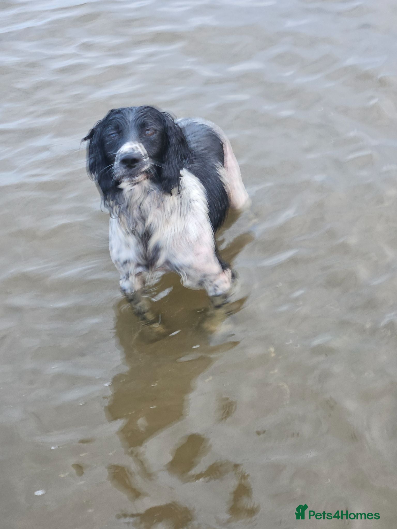 English Springer Spaniel dogs Stunning Springer spaniel  - Advert 11