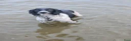 English Springer Spaniel dogs for sale: Stunning Springer spaniel  - Advert 1