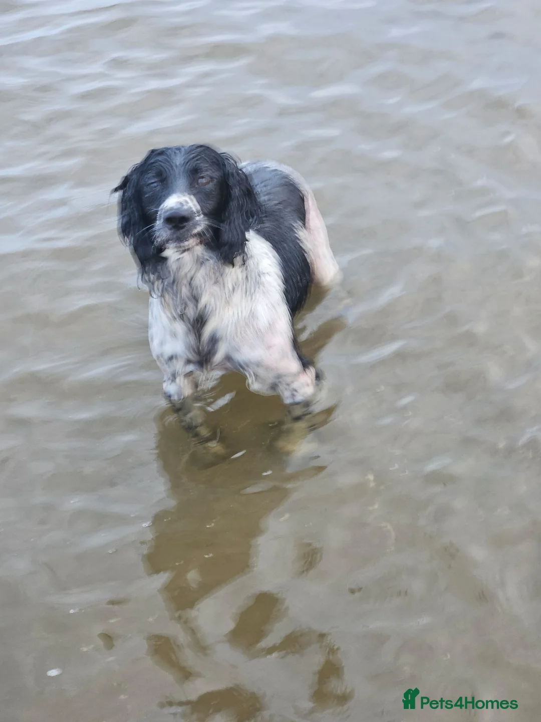 English Springer Spaniel dogs for sale: Stunning Springer spaniel  - Advert 1