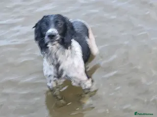 English Springer Spaniel dogs Stunning Springer spaniel - Advert 11
