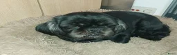 Mixed Breed dogs for sale: 4 Playful Schweenie's  in Maesteg - Advert 1