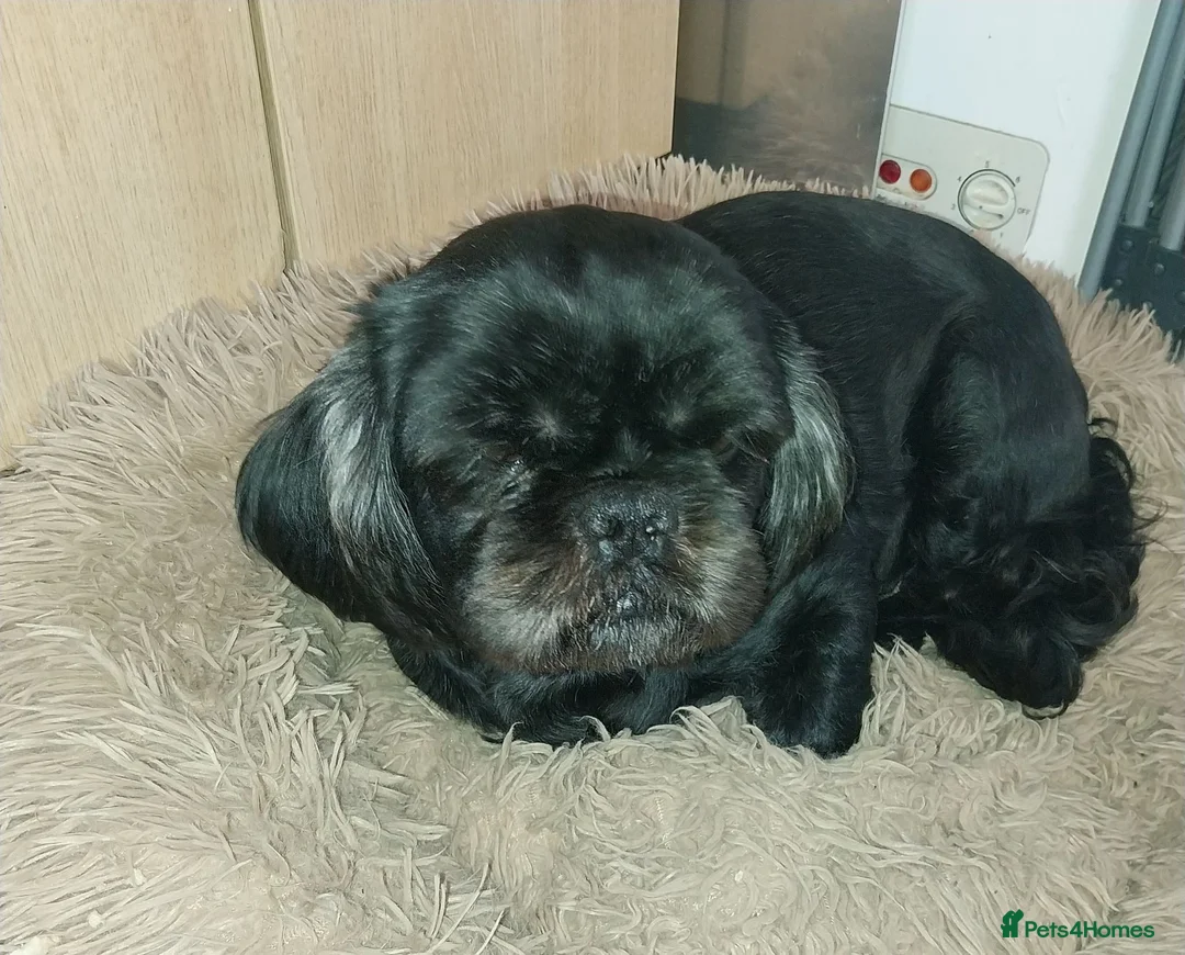 Mixed Breed dogs for sale: 4 Playful Schweenie's  in Maesteg - Advert 1