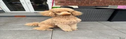 Standard Poodle dogs for stud: Standard Poodle for Stud - Advert 4