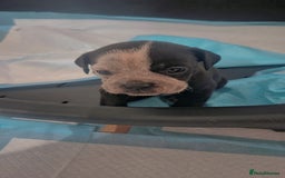 Mixed Breed dogs for sale: Mixed breed puppies - Image 3