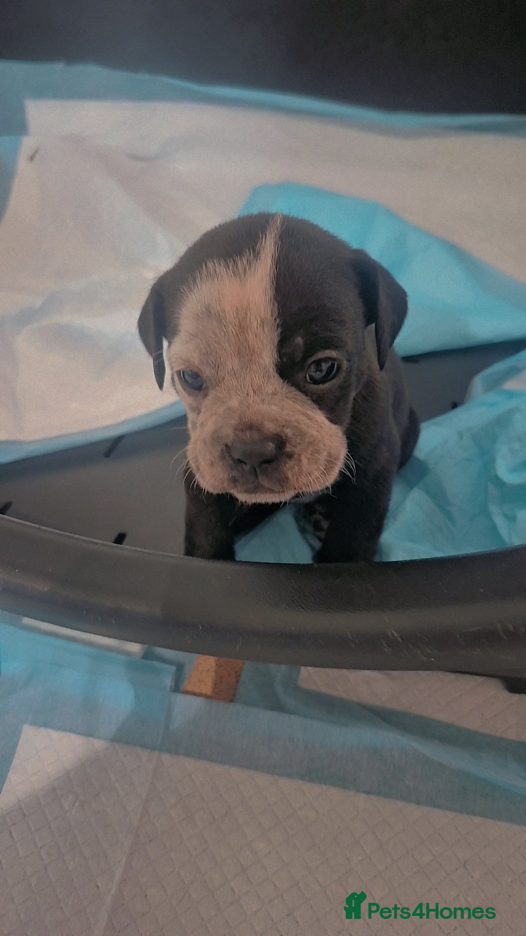 Mixed Breed dogs for sale: Mixed breed puppies - Image 3