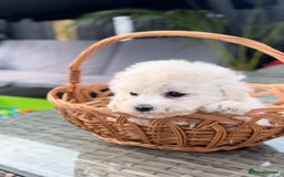 Bichon Frise dogs for sale: Beautiful Bichon Frise only 1 available  - Image 17