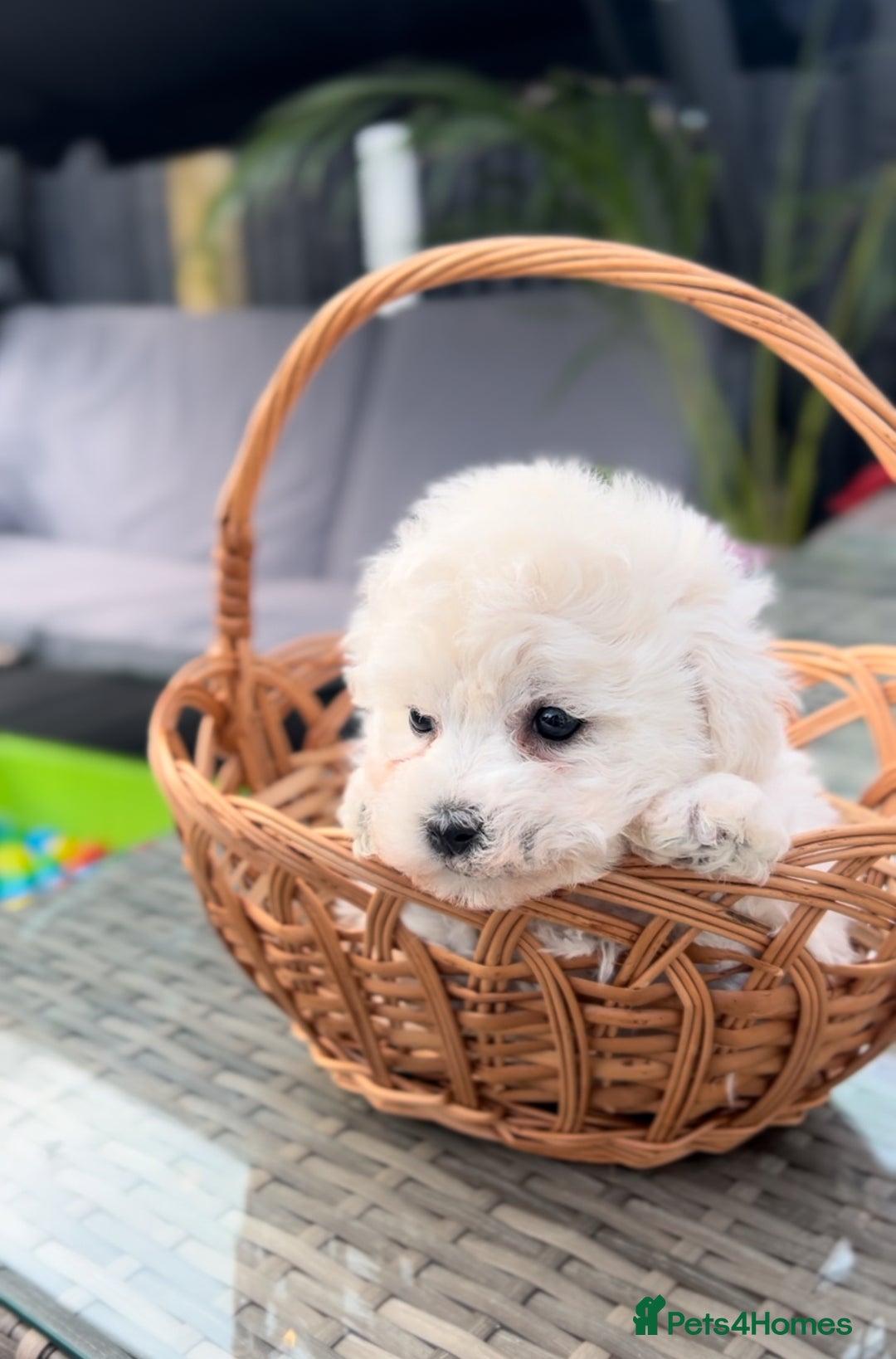 Bichon Frise dogs for sale: Beautiful Bichon Frise only 1 available  - Image 17