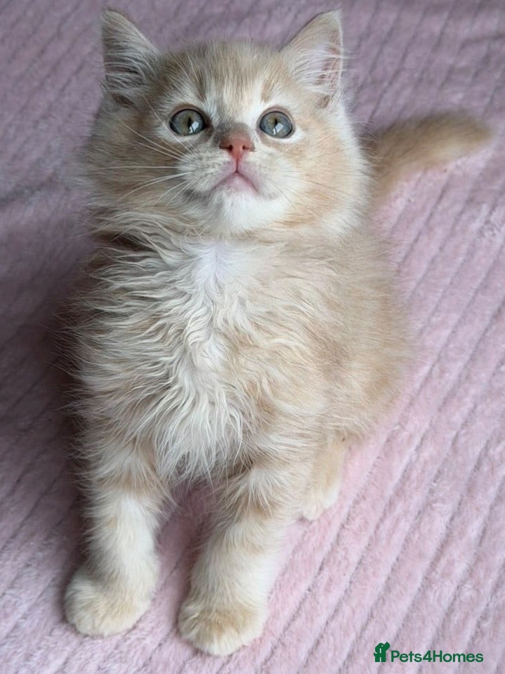Ragdoll cats Full pedigree registered tica boy - Advert 11