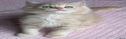 Ragdoll cats for sale: £950 Full pedigree Tica Ready now  - Advert 4