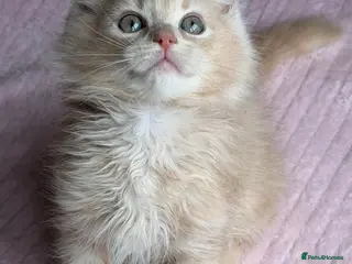 Ragdoll cats Full pedigree registered tica boy - Advert 11