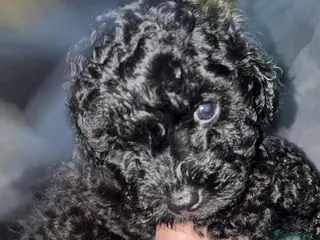 Shihpoo dogs Shihpoos - Advert 3